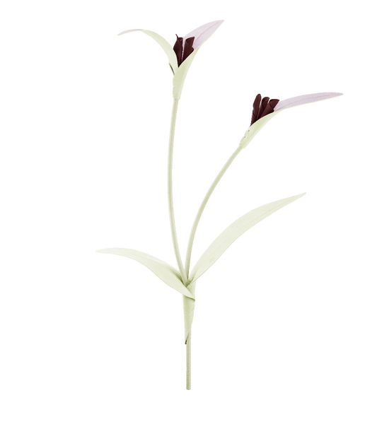 Fleur Touka - Aloe